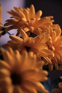 Close-up of an orange flower.