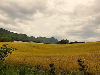Scenic view of field against sky