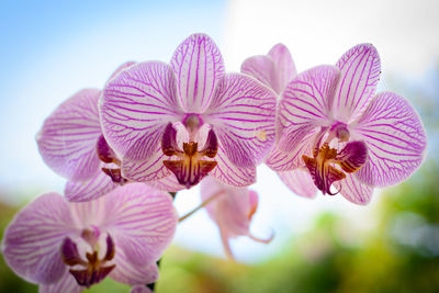 Close-up of pink flowering plants