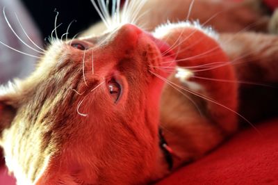 Close-up portrait of a dog