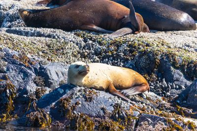 High angle view of sea lion