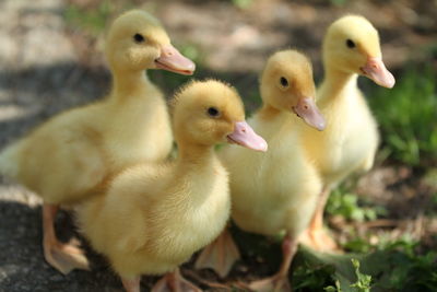 Close-up of a duck