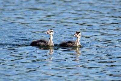 Ducks swimming in lake