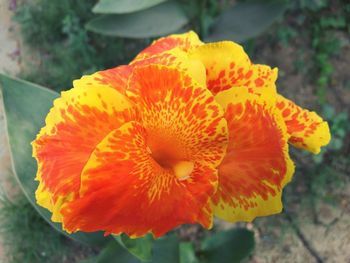 Close-up of orange flower