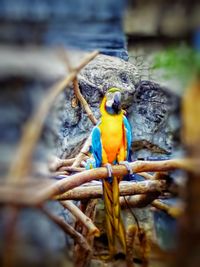 Close-up of parrot perching on branch