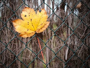 Close-up of yellow maple leaf on chainlink fence