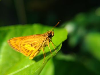 Close-up of butterfly on leaf