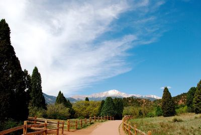 Narrow pathway along trees