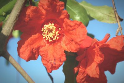 Close-up of red flower