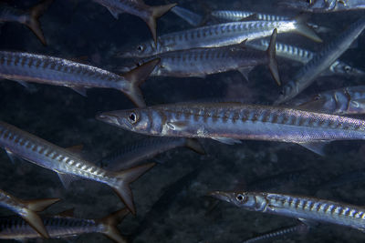 Yellowmouth barracuda - sphyraena viridensis - in the mediterranean sea