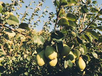 Close-up of pears growing on tree