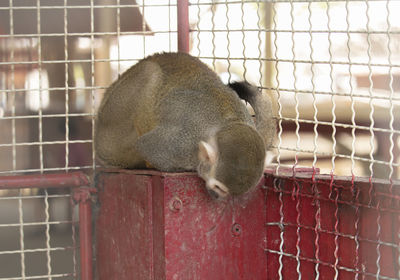 Close-up of squirrel in cage