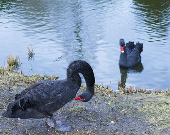 Black swan swimming on lake