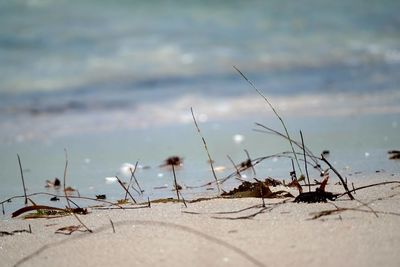 Close-up of plants against calm lake