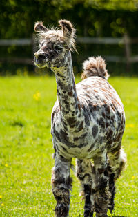 Close-up of a horse on field