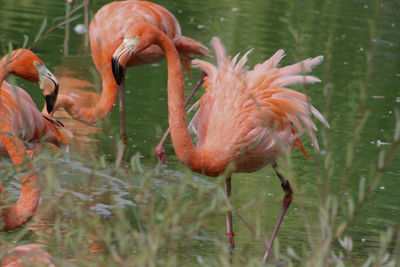 Flamingo in a lake