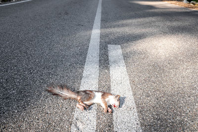 High angle view of cat on road in city