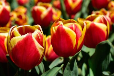 Close-up of red tulips