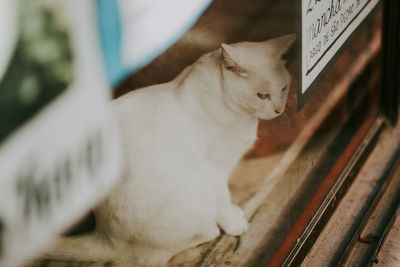 Close-up of cat sitting on bench