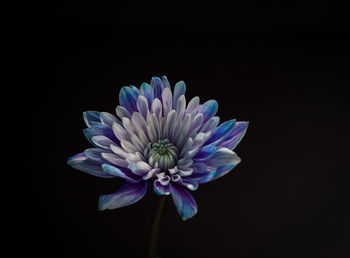 Close-up of multi colored flowers against black background