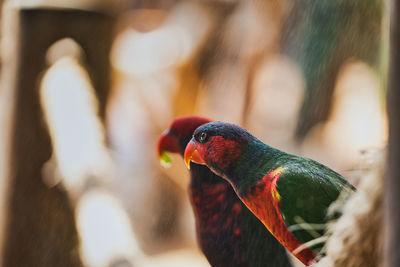 Close-up of parrot perching on leaf