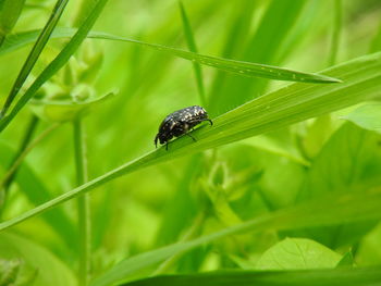 Close-up of insect on grass