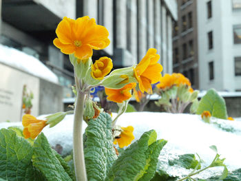 Close-up of yellow flowering plant