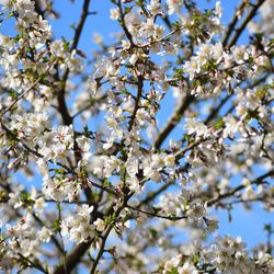 Low angle view of cherry blossom tree