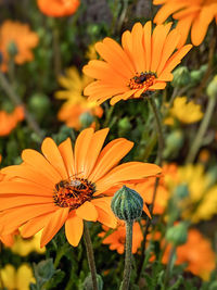 Close-up of insect on flower