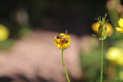 Close-up of yellow flowering plant