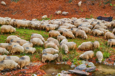 Flock of sheep standing on field