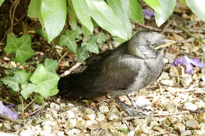 High angle view of duck on field