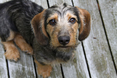 High angle portrait of dog relaxing on wood