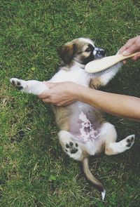 High angle view of dog relaxing on field