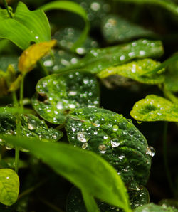 Close-up of wet plant leaves during rainy season