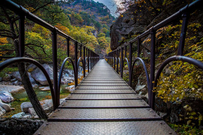 Footbridge amidst trees in forest