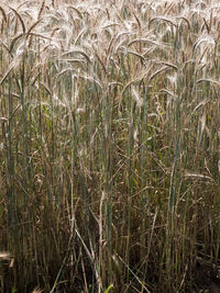 Plants growing on field