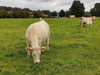 Cows grazing in a field