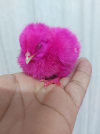 Close-up of hand holding pink bird