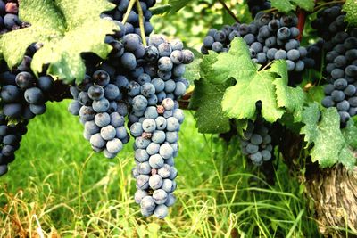 Grapes in vineyard