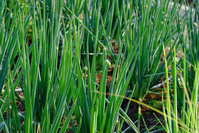 High angle view of grass on field