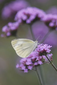 Close-up of butterfly pollinating on purple flower