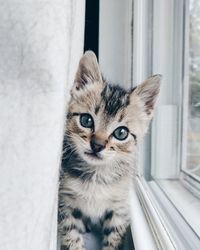 Portrait of cat by window