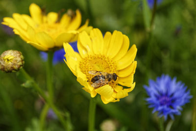 Close-up of bee on yellow flower