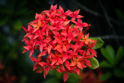 Close-up of red flowers