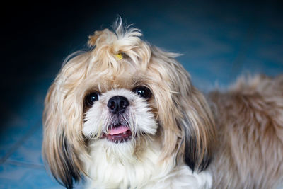 Close-up portrait of a dog