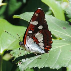 Close-up of butterfly perching on leaf