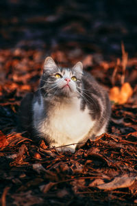 Portrait of a cat on a field