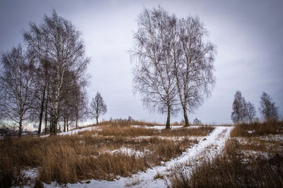 Bare trees on field against sky during winter