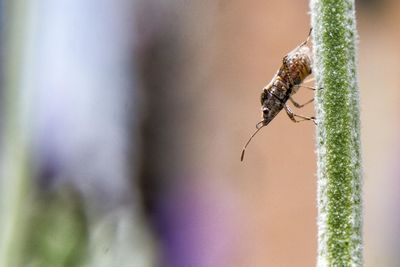 Close-up of insect